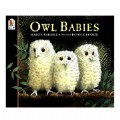 Owl Babies - Big Book