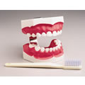 Pediatric Big Teeth & Toothbrush Set