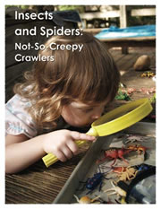 Insects and Spiders